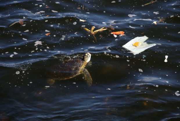 Una tortuga nada en medio de plásticos en la Bahía de Guanabara, en la ciudad de Río de Janeiro (Brasil). Con 400 kilómetros cua