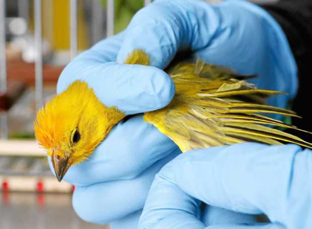 32 canarios costeños (Sicalis flaveola) tras ser capturados y encerrados en jaulas fueron obligados a participar en concursos de