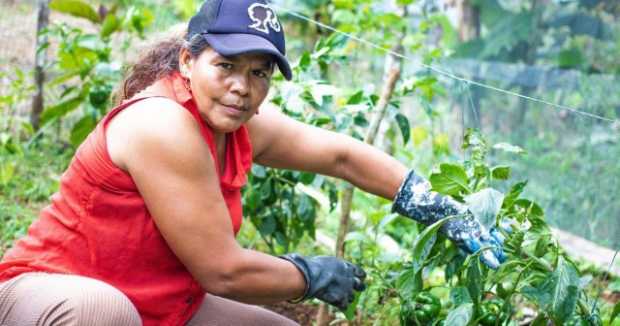 Mujeres excombatientes de las Farc seguirán con su proyecto productivo en la ETCR de Dabeiba (Antioquia).