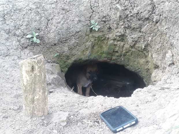 Perra rescatada en Anserma