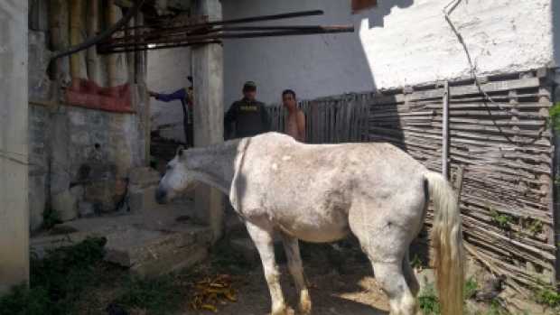 caballo salamina calles