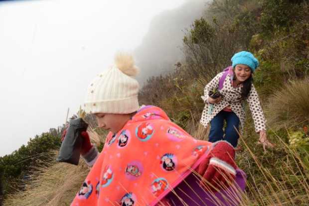 En el Cerro Gualí sembraron frailejones para el futuro