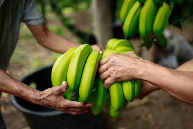 Confirman la presencia de Fusarium R4T (hongo que ataca el plátano y el banano) en La Guajira