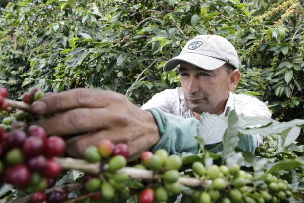 cosecha de café