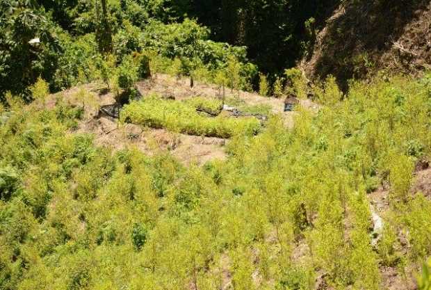 cultivos de coca en Caldas