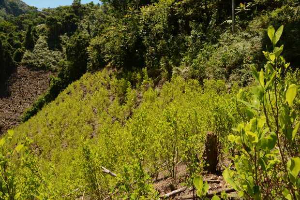LA PATRIA, en agosto pasado, denunció la presencia de plantaciones en Samaná, luego de que Naciones Unidas certificó al departam