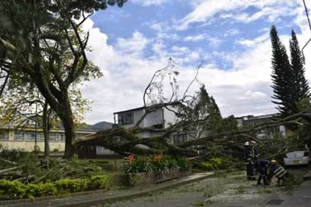 Caída de árbol afectó dos casas en Chinchiná 