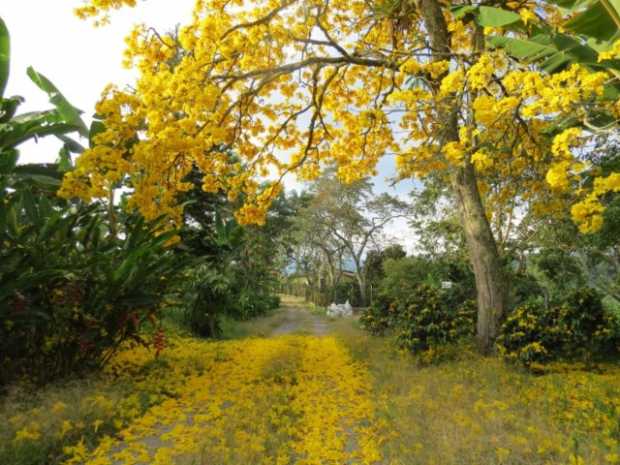 Así florece el guayacán amarillo, en medio del verde de otros árboles.