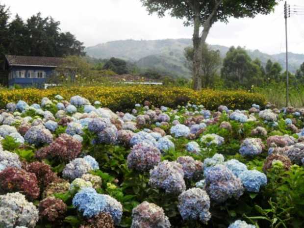 El Parque de las Flores tiene futuro en Villamaría 