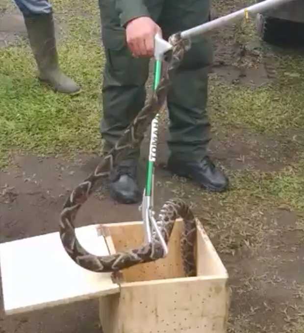 De acuerdo con la Policía, con esta especie ya son siete reptiles los que recuperan este año.