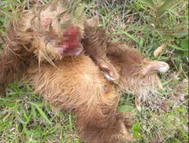 El oso fue hallado con heridas de machete en una vereda a 20 kilómetros del casco urbano del municipio.