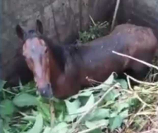 Rescataron a Rangel, equino que se fue a un pozo en Manizales
