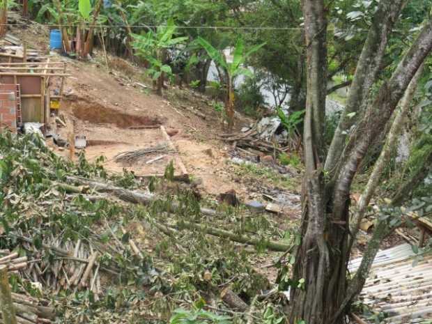 Talaron árboles en zona de deslizamiento en Anserma