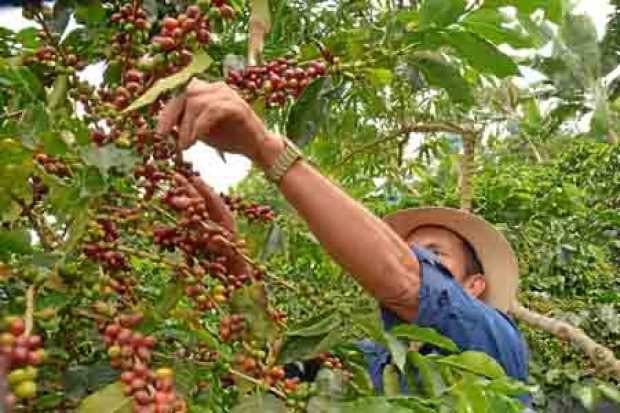 Congreso aprobó el Fondo de Estabilización de Precios del Café