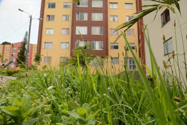 Habitantes del barrio Villa Jardín piden que poden 