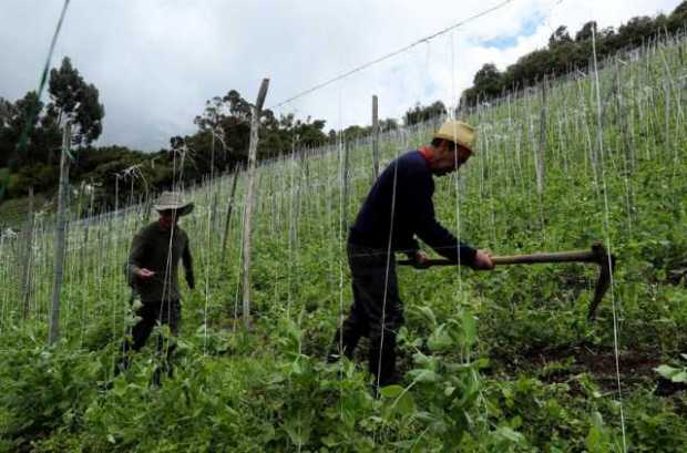 Agroindustria, la ruta colombiana para consolidarse como despensa del mundo