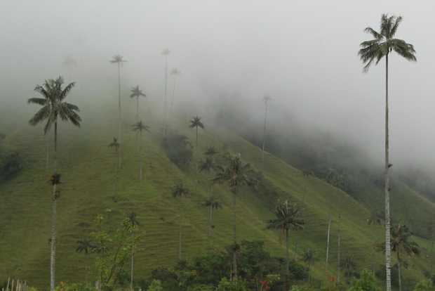 Foto | Colprensa | LA PATRIA Foto | Colprensa | LA PATRIA