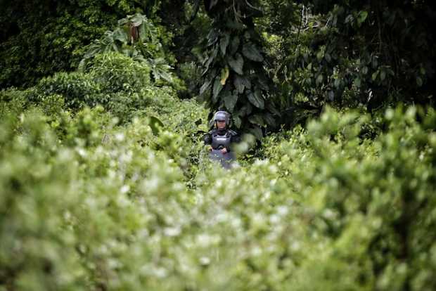 Cultivos de coca