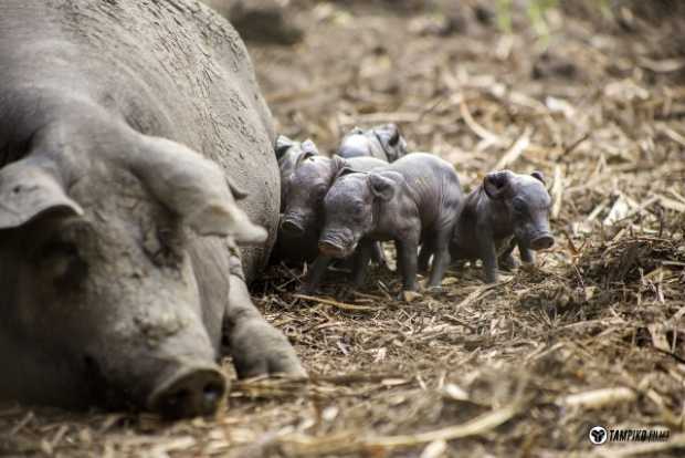 Conozca las tres especies de cerdos criollos 