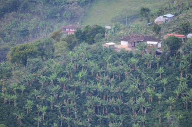 PAISAJE CULTURAL CAFETERO