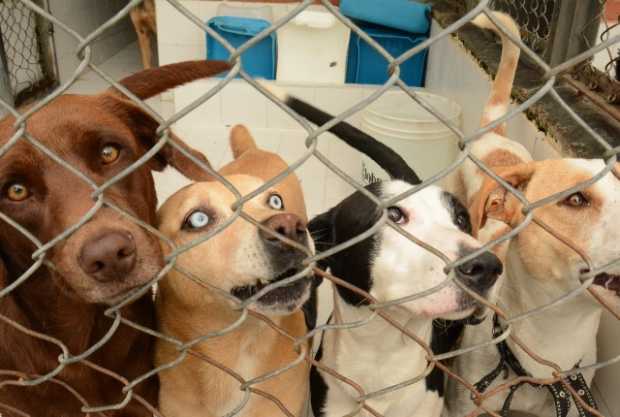 El Código de Policía reconoce a los animales como seres sintientes y por eso se les debe dar bienestar. En la foto, perros del c