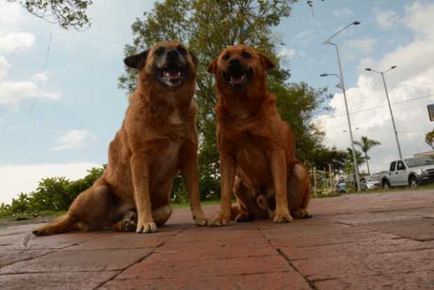 Demon y Lince, más conocidos como los Monos de Chipre.