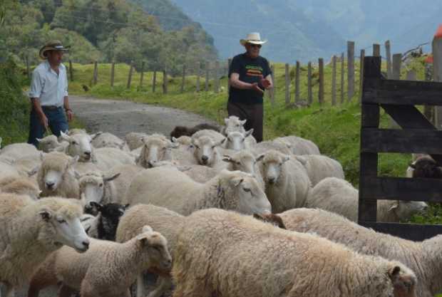 Marulanda es famoso por hacer las mejores ruanas del país y se proyecta como destino turístico  para mostrar sus ovejas, el pais