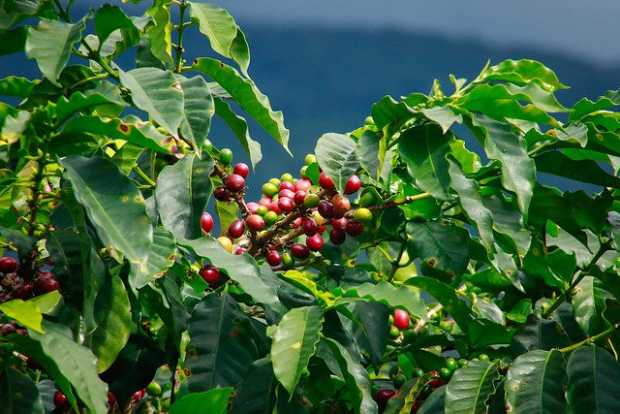 Producción de café bajó, exportaciones subieron en febrero
