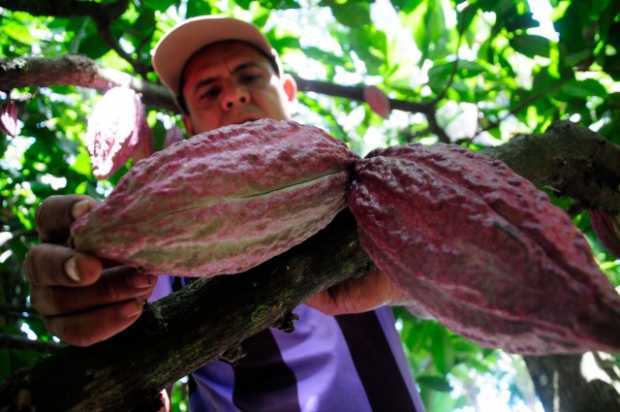 CACAO POSCONFLICTO