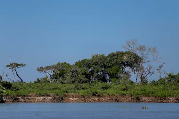 Especies de fauna y flora están en peligro en el planeta. Especies de fauna y flora están en peligro en el planeta. 