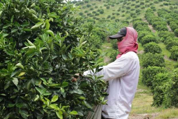 Enfermedad de los cítricos está en ocho departamentos