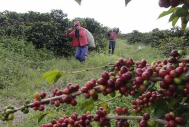 El Huila se mantiene en el primer lugar en producción en Colombia. Caldas es quinto.