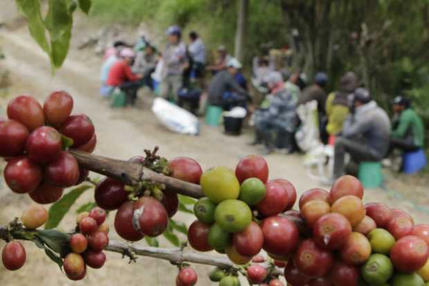 Cosecha cafetera, a punto de culminar