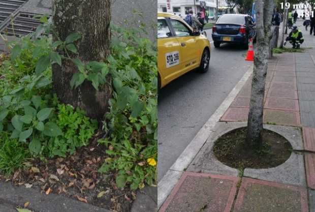 Clavija apretada: Mantenimiento a las zonas verdes de las avenidas de Manizales Clavija apretada: Mantenimiento a las zonas verdes de las avenidas de Manizales