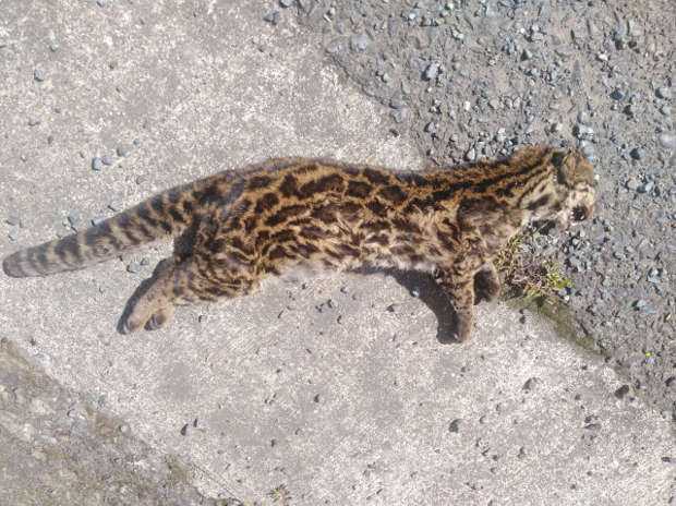 Tigrillo Leopardus tigrinus