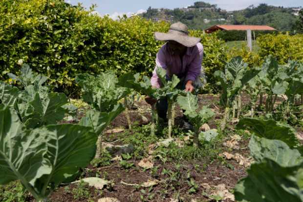 Agro y desarrollo rural en las propuestas de los candidatos a la Gobernación.