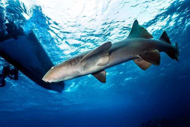 Polémica por resolución sobre pesca de tiburones