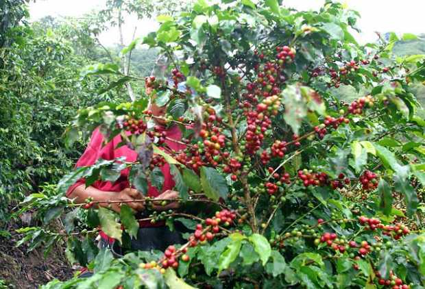 Producción de café creció 4% y totalizó 1,08 millones de sacos en septiembre