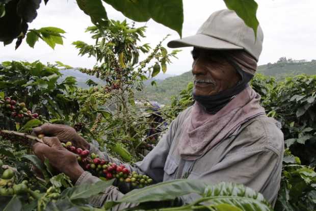 Producción de Café