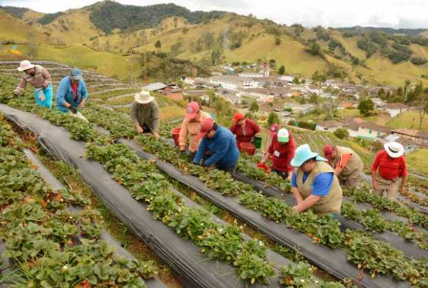 Fresas orgánicas en San Félix Salamina