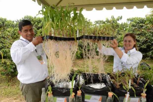 La ciencia detrás del híbrido de maíz La ciencia detrás del híbrido de maíz