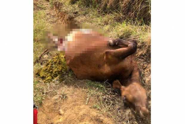 Al animal lo hallaron muerto en un camino de herradura de la Cuchilla del Salado.