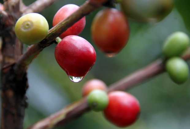 Producción de café de Colombia cae 12% en marzo