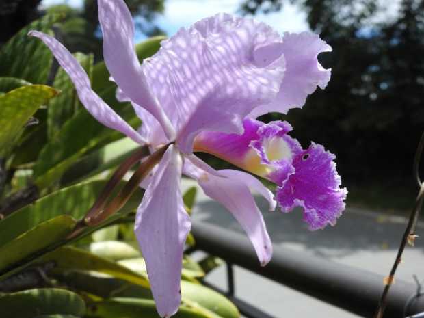 Florece Anserma con orquídeas y guayacanes 