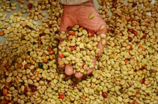 La fermentación se realiza después de despulpar la cereza y dejar durante varias horas los granos en tanques de agua separar las