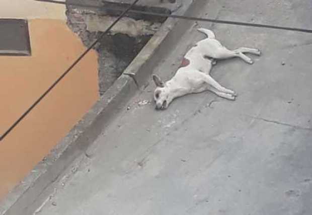 Nuevo caso de envenenamiento de perros en Salamina 