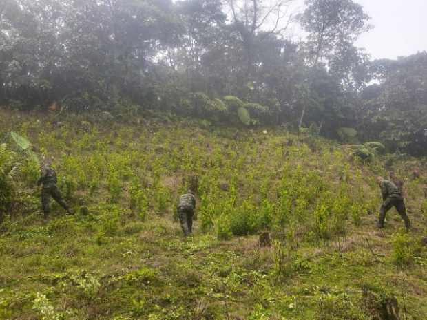 Destruyeron 18 mil matas de coca en la vereda La Ceiba (Samaná)