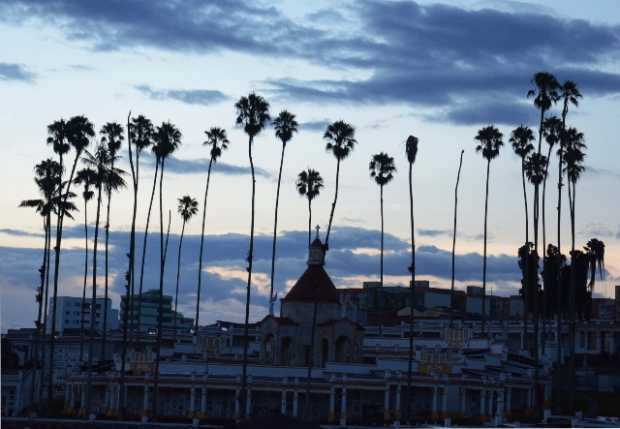 El cementerio San Esteban está custodiado por 39 palmas abanico (Livistona chinensis), originarias del centro y Sur de China, qu