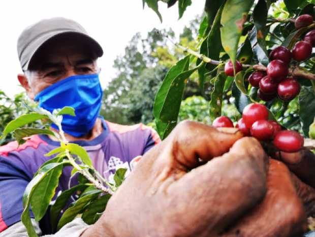 Se esperan 165 mil recolectores para biocosecha