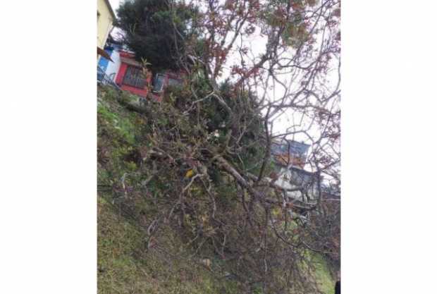 Árbol amenaza peligro en el barrio Viña del Río